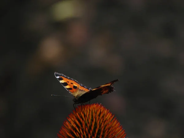 Borboleta colorida em uma flor vermelha — Fotografia de Stock