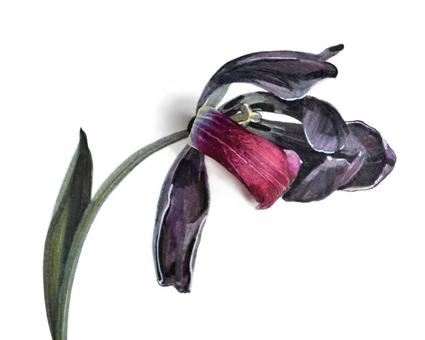 Tulipan kwiat zanikanie Obraz Stockowy