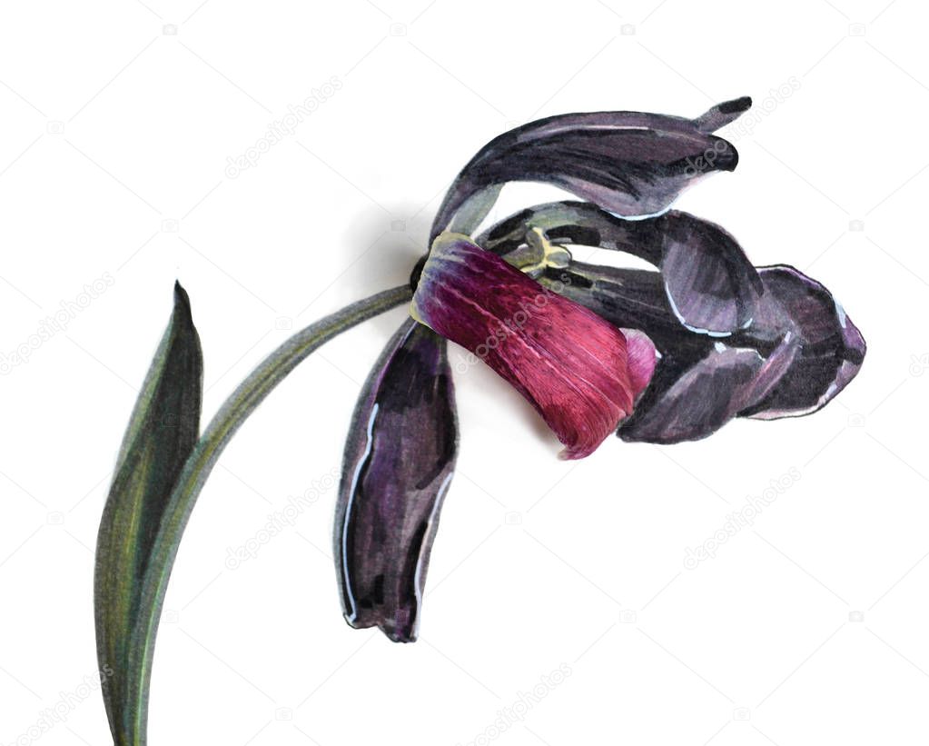 Tulip flower fading