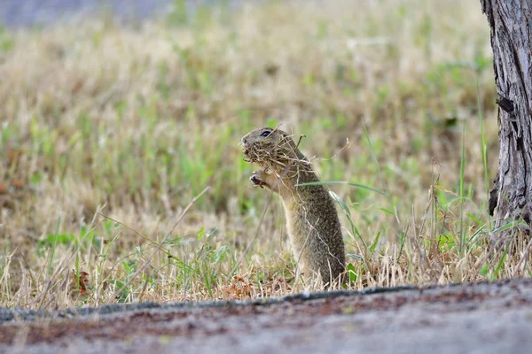 Spermophilus Eller Citellus Äng — Stockfoto