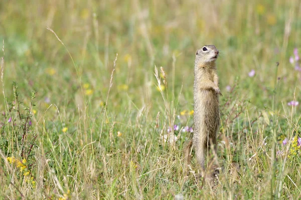 Spermophilus Eller Citellus Äng — Stockfoto