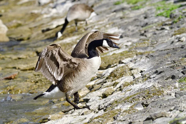 Canada Goose Jezeře Bavorsku — Stock fotografie