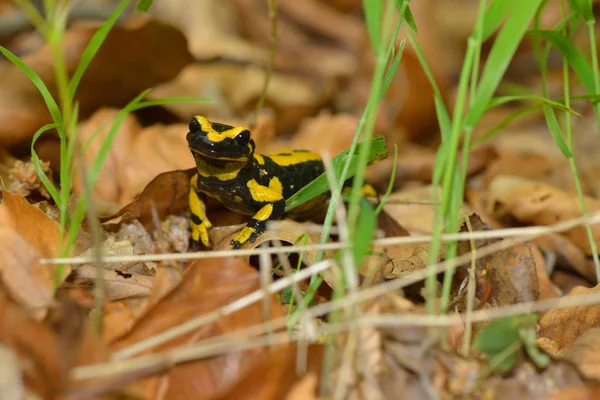 Salamandra Fogo Uma Floresta Primavera — Fotografia de Stock