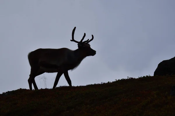 Reindeer Sweden Fall Tundra — Stock Photo, Image