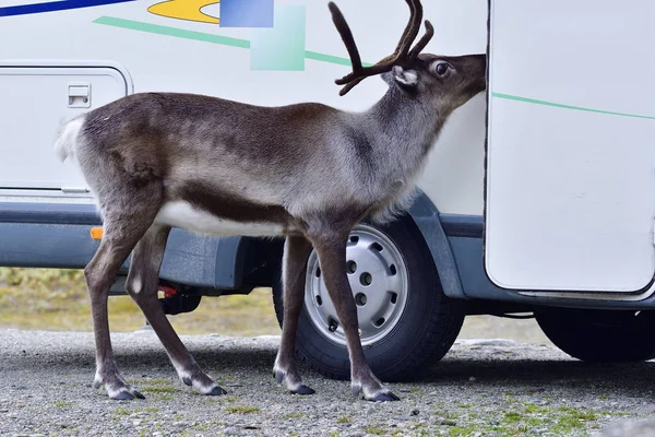 Amour Déraisonnable Des Animaux — Photo