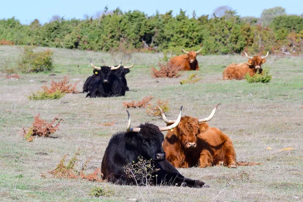 Highland Cattle Fall Meadow Sweden — Stock Photo, Image
