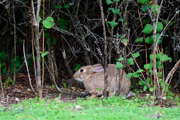 Conejo Europeo Esconde Arbusto — Foto de Stock