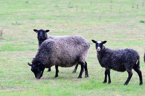 Good Sheep Meadow Gotland Sweden — Stock Photo, Image