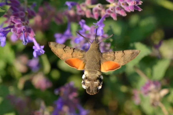 Kolibri Habichtsfalter Flug Auf Einer Blume — Stockfoto