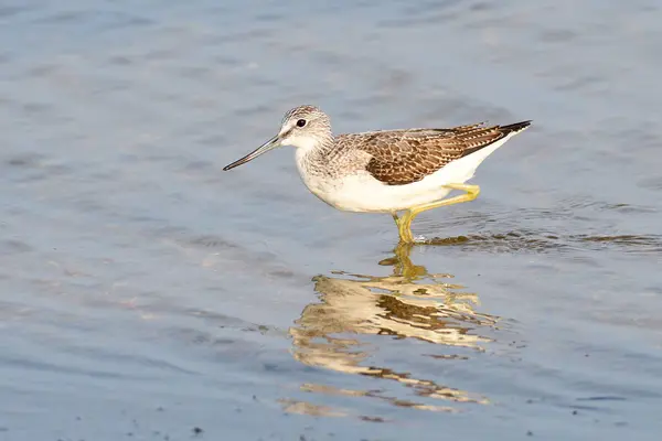 Gambo Verde Comune Cerca Cibo Nel Mare Baltico — Foto Stock