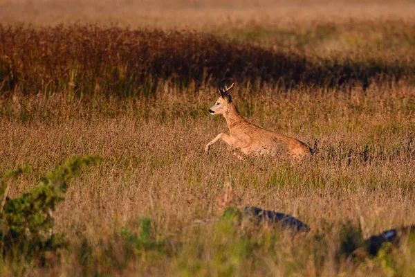 Chevreuil Avec Son Veau Qui Court Sur Une Prairie — Photo