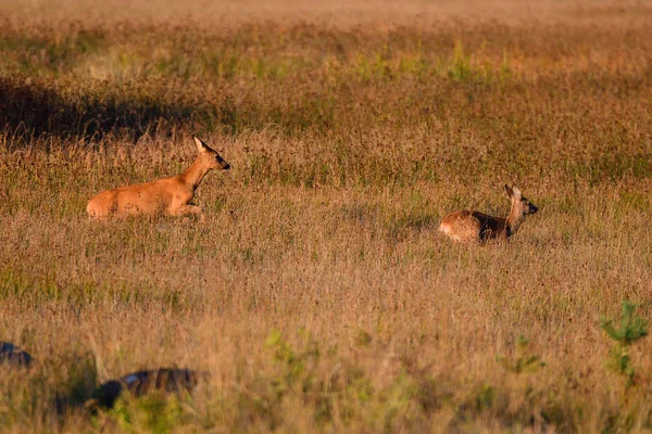 Roe Deer Her Calf Running Meadow — Stock Photo, Image