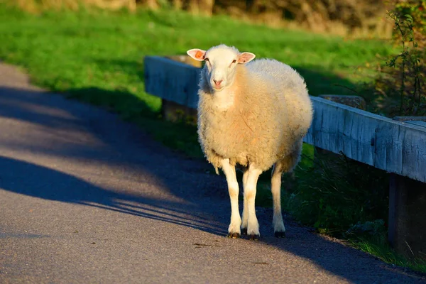 White Sheep Stand Street Evening Sun — Stock Photo, Image