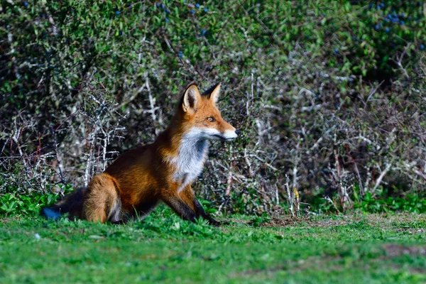 Renard Roux Chassant Dans Une Prairie Suède Automne — Photo