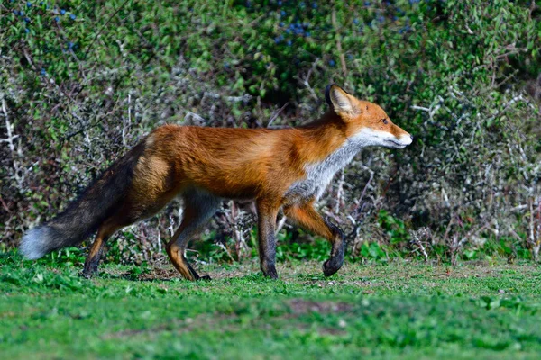 Red Fox Jakt Äng Sverige Höst — Stockfoto