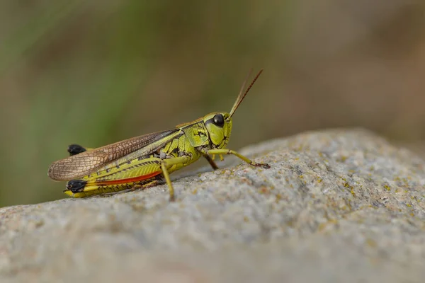 Rare Large Marsh Grasshopper Stethophyma Grossum Лугу Швеции — стоковое фото