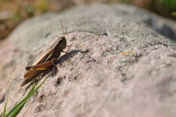 Rare Large Marsh Grasshopper Stethophyma Grossum Meadow Sweden — Stock Photo, Image