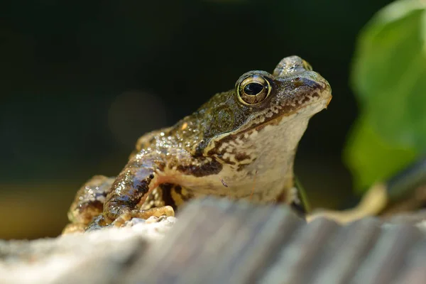 European Common Brown Frog Pond — Stock Photo, Image