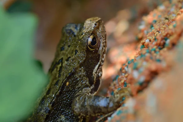 European Common Brown Frog Pond — Stock Photo, Image