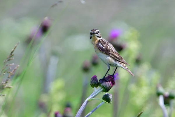 Whinchat Procura Comida Prado — Fotografia de Stock