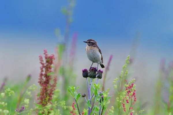 Braunkehlchen Auf Futtersuche Auf Einer Wiese — Stockfoto