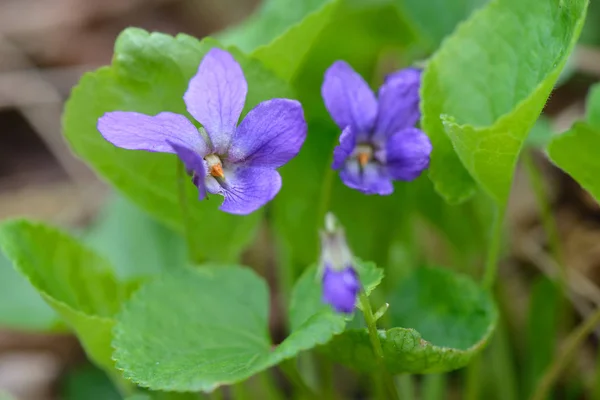 Fleurs Alto Dans Une Forêt — Photo