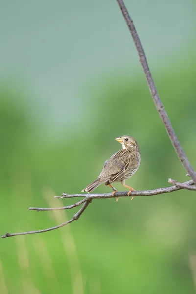 Maíz Cantando Primavera Árbol — Foto de Stock