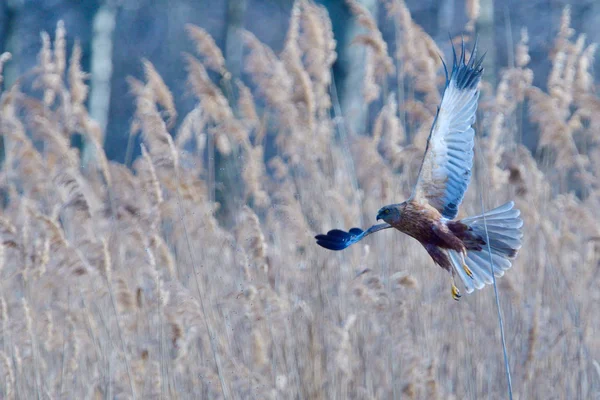 Erkek Western Marsh Harrier Uçuş Bahar — Stok fotoğraf