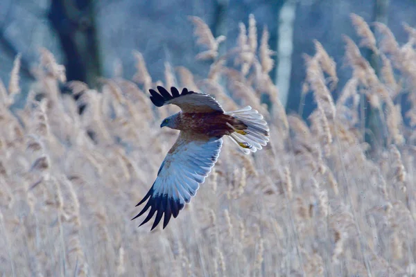 Erkek Western Marsh Harrier Uçuş Bahar — Stok fotoğraf