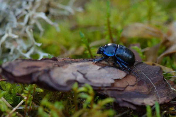 Escarabajos Estiércol Aburridos Bosque — Foto de Stock