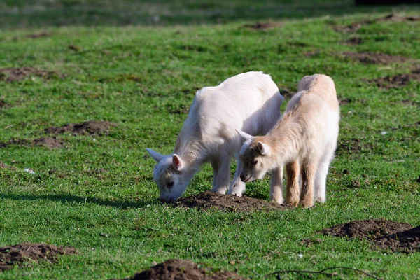 Cabras Jovens Pasto Primavera — Fotografia de Stock