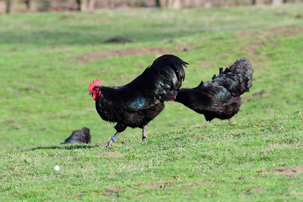 Australorp chicken on a farm in the spring.