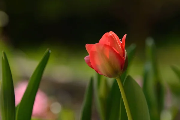 Red Tulip Garden Morning Sun — Stock Photo, Image