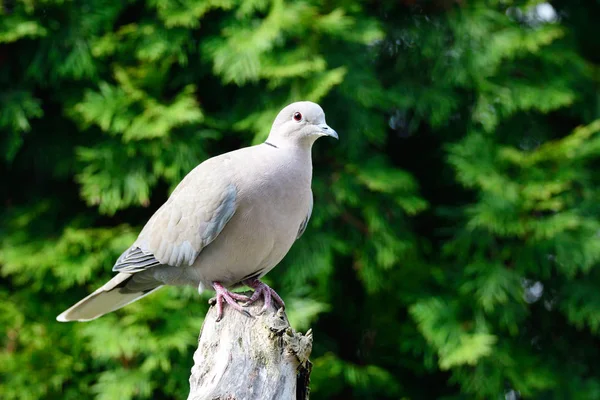 ユーラシアの襟首をつかまれた鳩が食べ物を探して — ストック写真