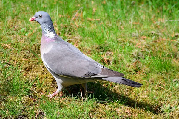 Portrait Common Wood Pigeon — Stock Photo, Image