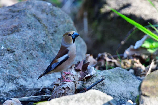 Mężczyzna Hawfinch Wiosną Szuka Żywności — Zdjęcie stockowe