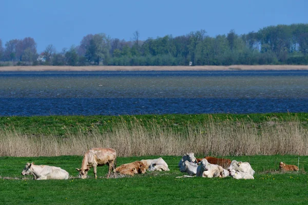 Troupeau Vaches Dans Pâturage Sur Mer Baltique — Photo