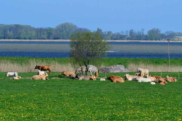 Herd Cows Pasture Baltic Sea — Stock Photo, Image