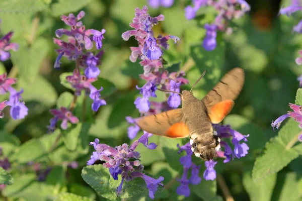 Hummingbird Hawk Moth Ogrodzie Jesienią — Zdjęcie stockowe