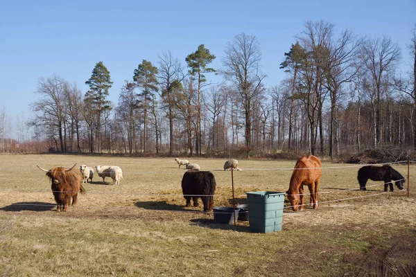 Herd Cow Horse Sheeps Farm Spring — Stock Photo, Image