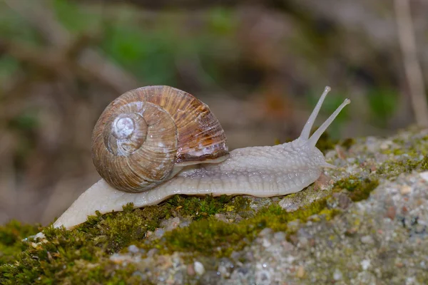 Helix Pomatia Common Names Roman Snail Burgundy Snail Forest — Stock Photo, Image