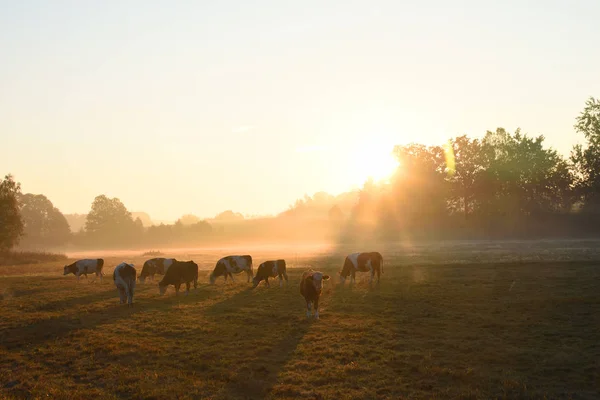 Herd Cows Morning Meadow — Stock Photo, Image