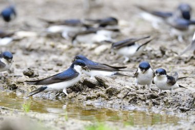 Many Common house martin  in a puddle with  nesting material clipart