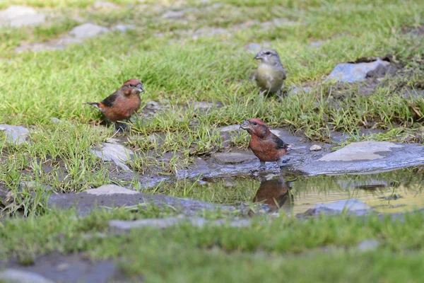 红十字鸟在秋天的水坑里喝水 — 图库照片