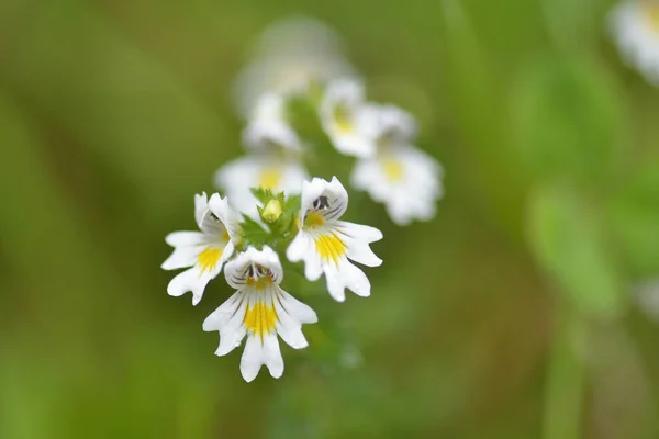 Flowers Eyebright Euphrasia Rostkoviana Austrian Alps — Stock Photo, Image