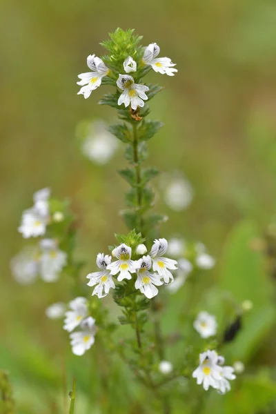 Eyebright Euphrasia Rostkoviana Virágai Osztrák Alpokban — Stock Fotó