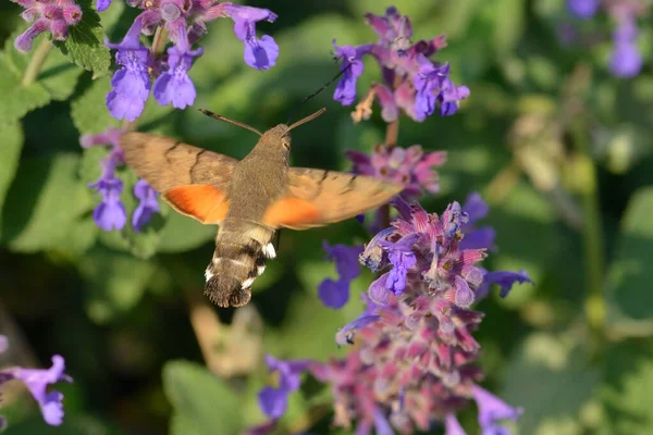 Hummingbird Hawk Moth Ogrodzie Jesienią — Zdjęcie stockowe