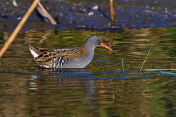 Waterrail Het Saksisch Herfst Jagen — Stockfoto