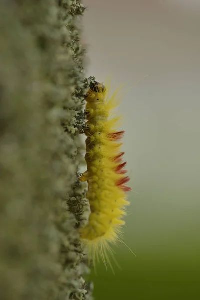 Caterpillar Sycamore Moth Tree — стоковое фото