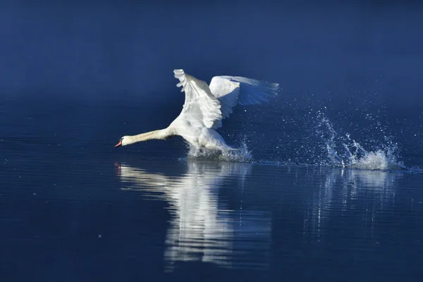 Male Mute Swan Fight Upper Lusatia — Stock Photo, Image